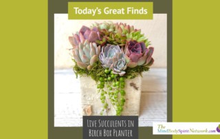 Great Finds-Live Succulents in Birch Box Planter